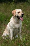 LABRADOR 1227
